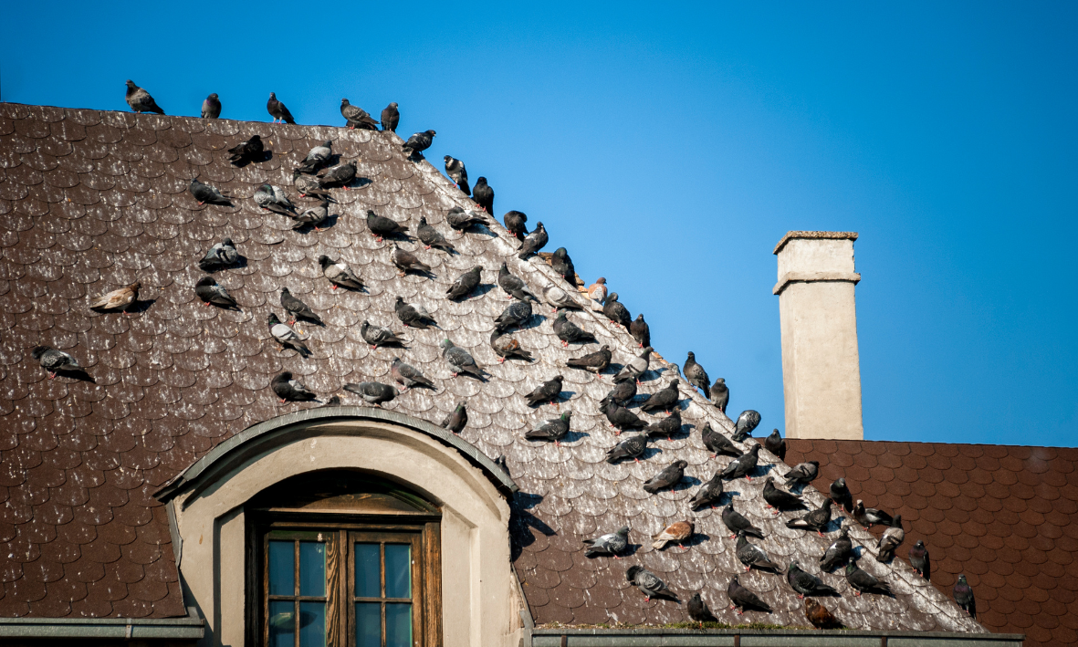 Des pigeons sur un toit nécessitant un dispositif anti pigeon